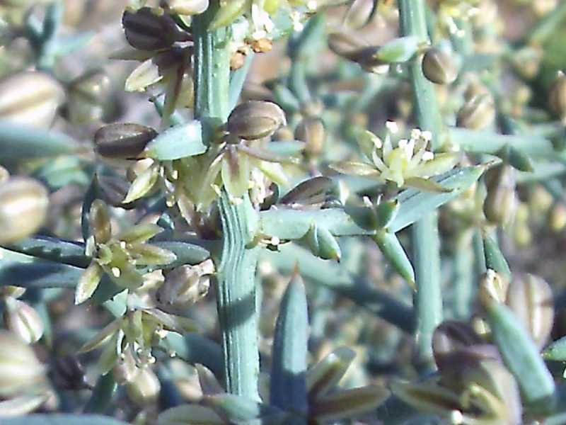 Asparagus stipularis / Asparago spinoso